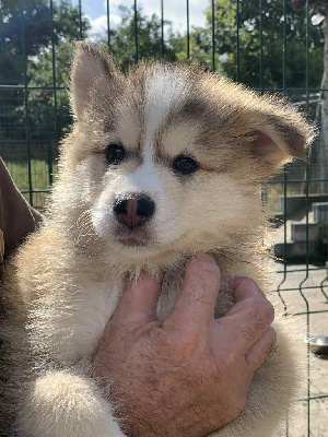 CHIOT 5
