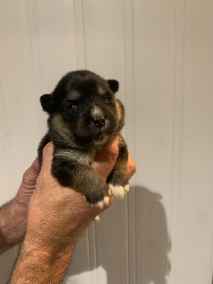 CHIOT 4