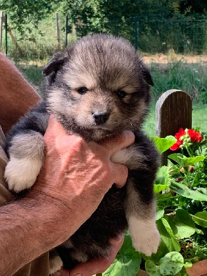 CHIOT