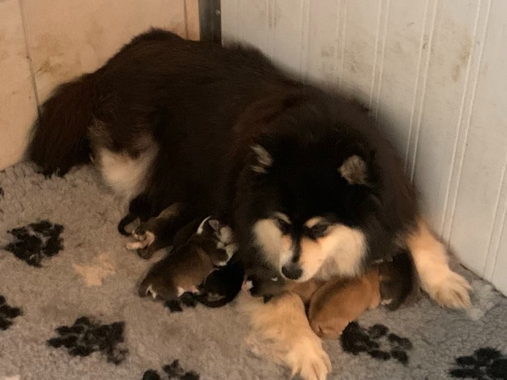 Chiot Chien finnois de Laponie Les diablotins d'isis