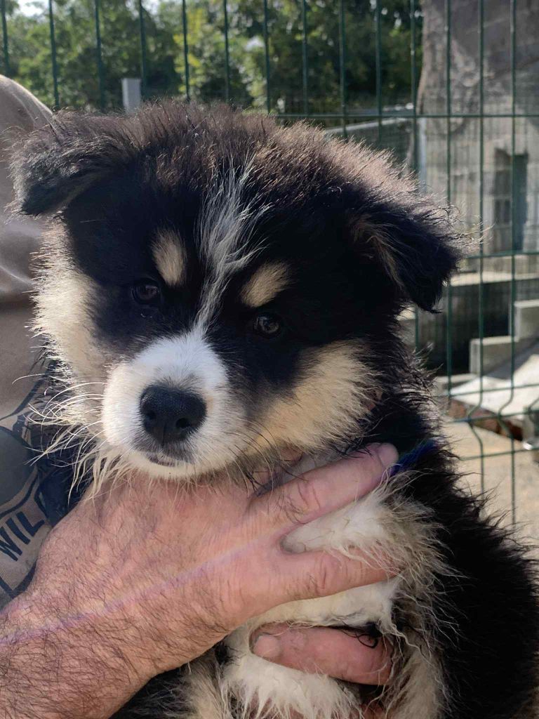 Les diablotins d'isis - Chiots disponibles - Chien finnois de Laponie