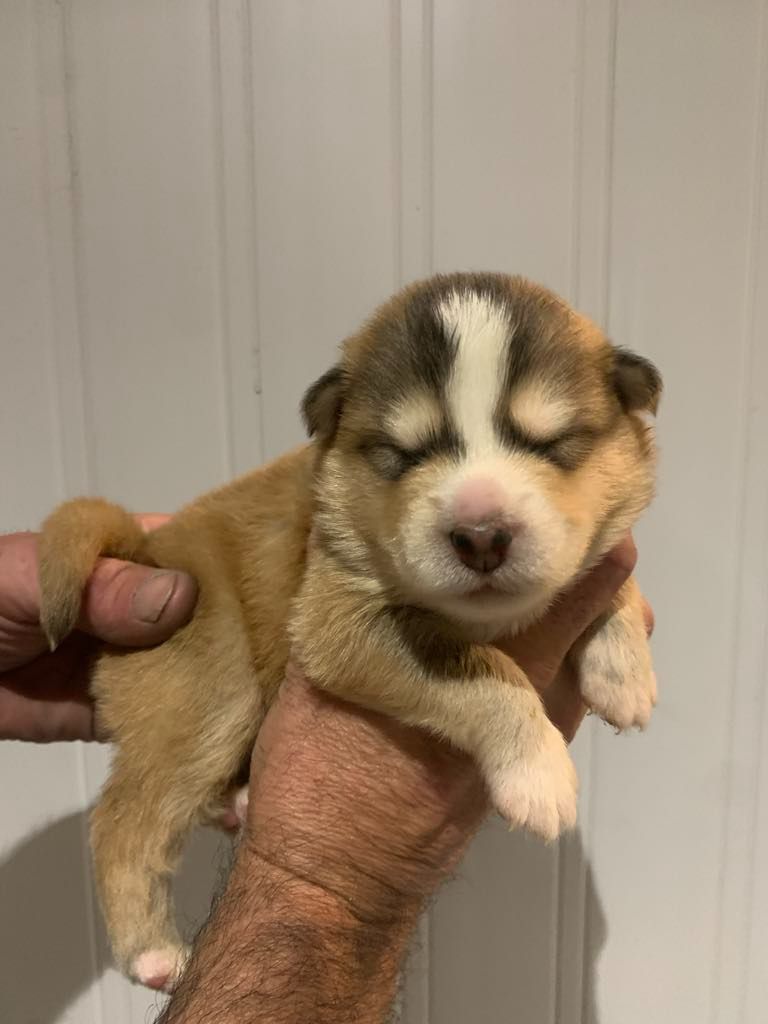 Les diablotins d'isis - Chiots disponibles - Chien finnois de Laponie