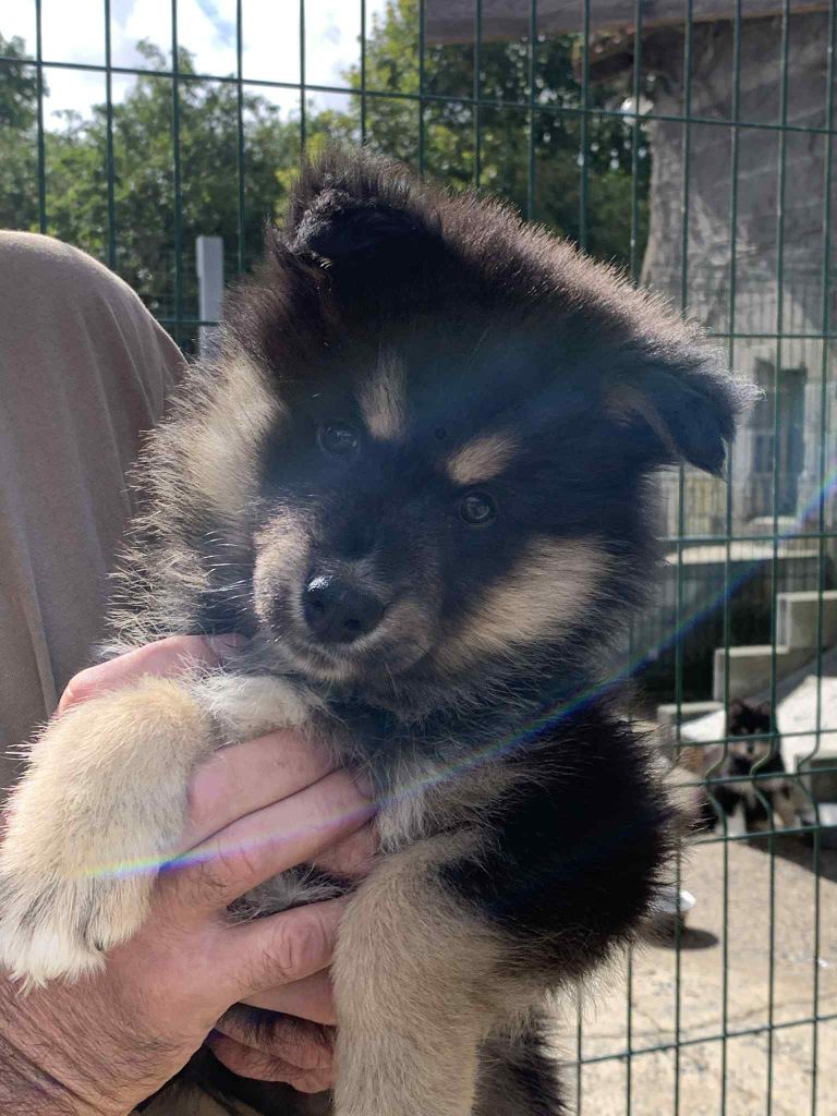 Les diablotins d'isis - Chiots disponibles - Chien finnois de Laponie