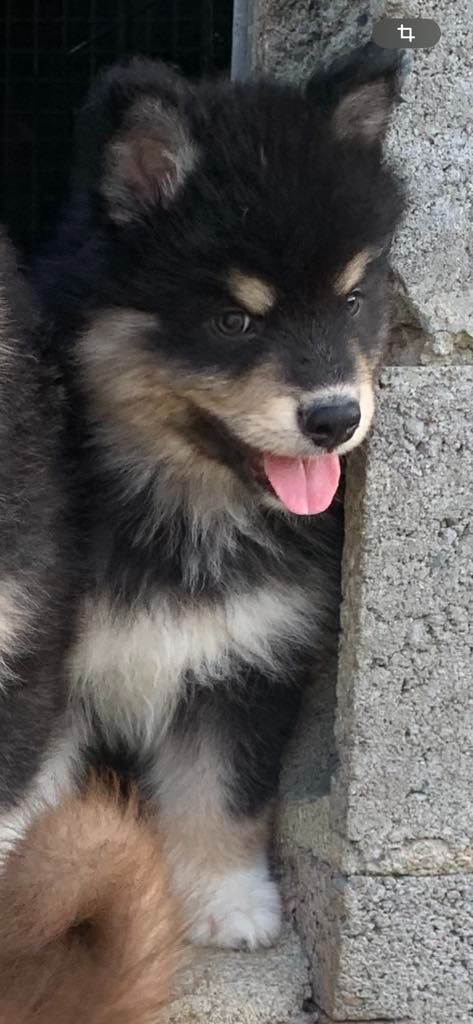 Les diablotins d'isis - Chiots disponibles - Chien finnois de Laponie