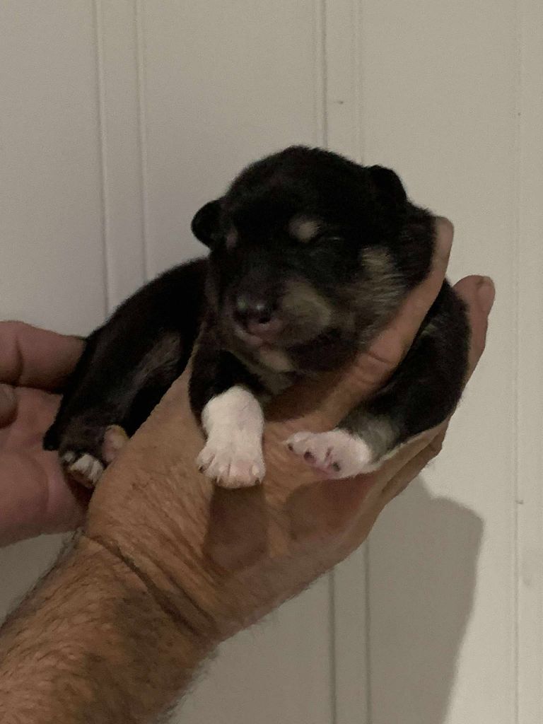 Les diablotins d'isis - Chiots disponibles - Chien finnois de Laponie