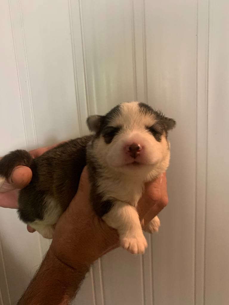 Les diablotins d'isis - Chiots disponibles - Chien finnois de Laponie