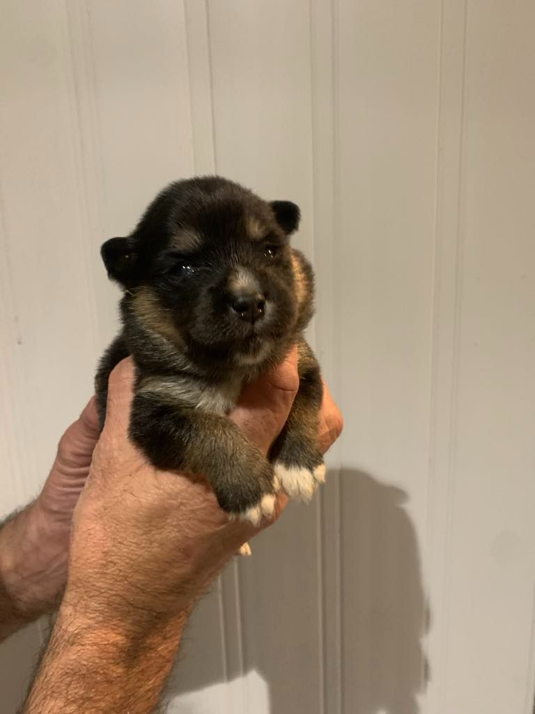 Les diablotins d'isis - Chiots disponibles - Chien finnois de Laponie