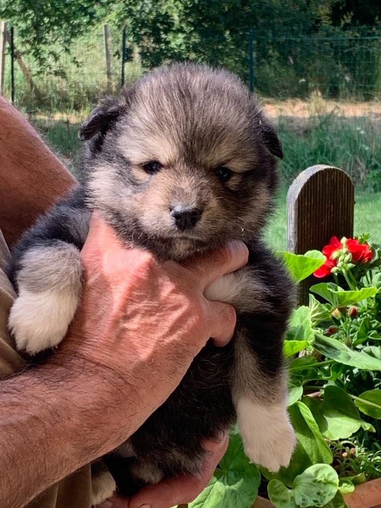 Les diablotins d'isis - Chiots disponibles - Chien finnois de Laponie