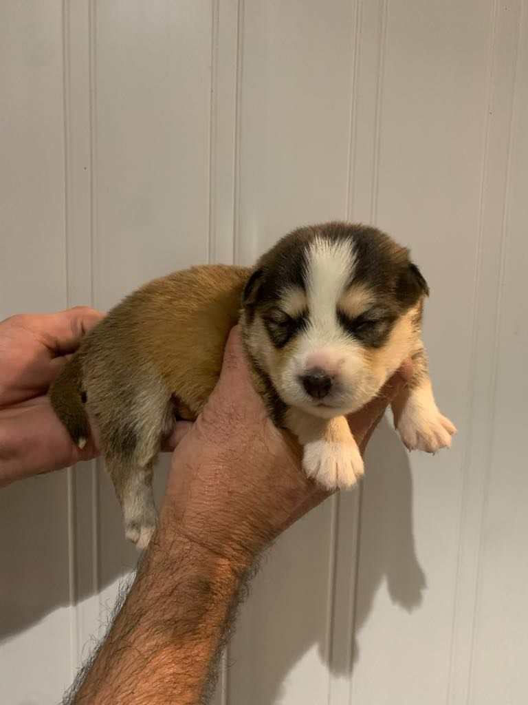 Les diablotins d'isis - Chiots disponibles - Chien finnois de Laponie